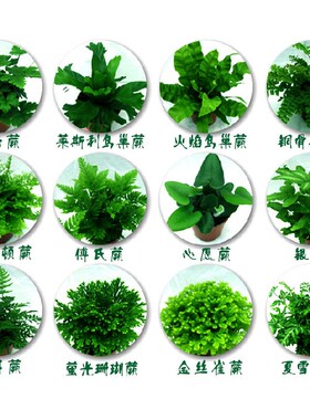 雨林缸造景植物水陆缸植物狼尾蕨类植物 冷水花丝尾小植物菖蒲