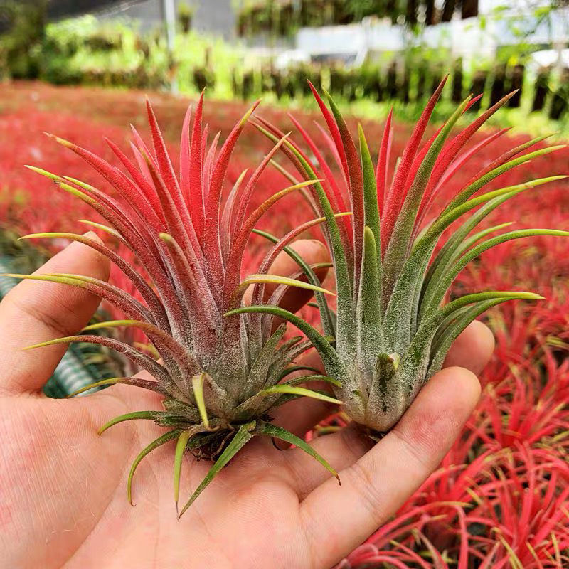 空气凤梨花红精灵花卉绿植盆栽办公室内净化空气甲醛无土植物桌面