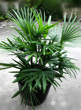 大型雨林植物.棕榈 肾蕨波斯顿蕨蕨类植物