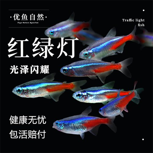 热带鱼群游活体红绿灯观赏鱼