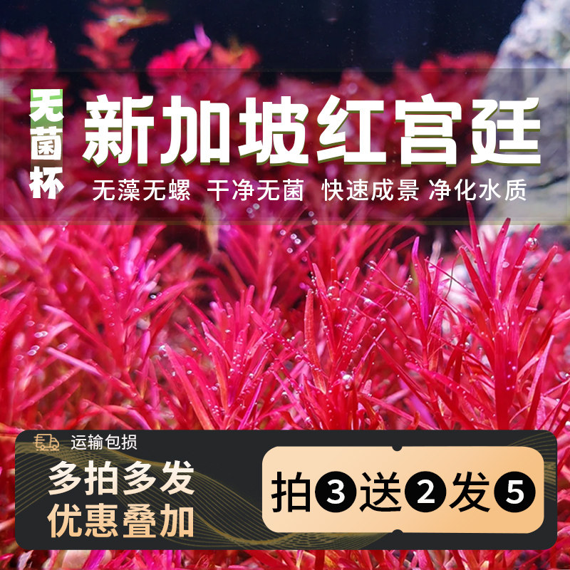 无菌杯新加坡红宫廷水草造景鱼缸专用铺草坪增氧净化水质鱼躲避草