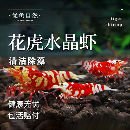 红花虎水晶虾除藻宠物虾