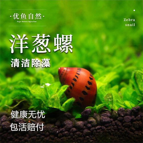 洋葱螺热带观赏螺淡水除藻工具螺