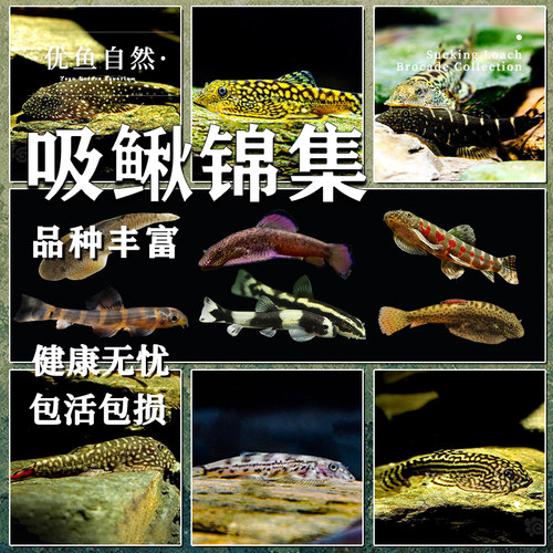 吸鳅爬岩鳅集锦冷水鱼清道夫清洁