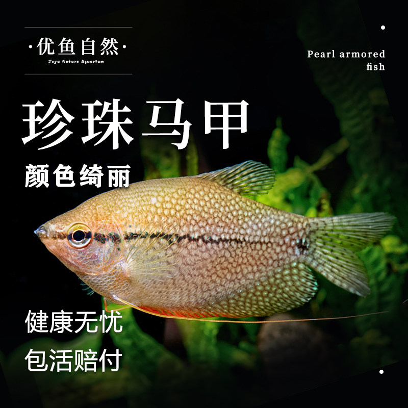 珍珠马甲鱼热带观赏鱼小型草缸群游鱼淡水鱼混养好养耐活宠物鱼