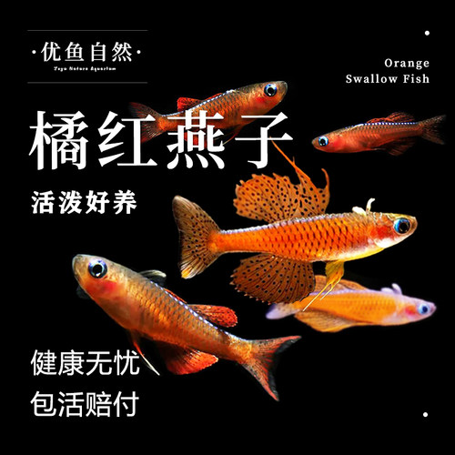 橘红燕子鱼小型草缸淡水热带鱼