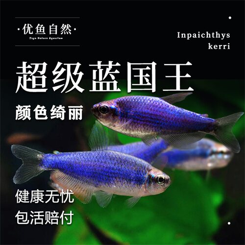 国王灯鱼观赏小型灯鱼群游淡水缸