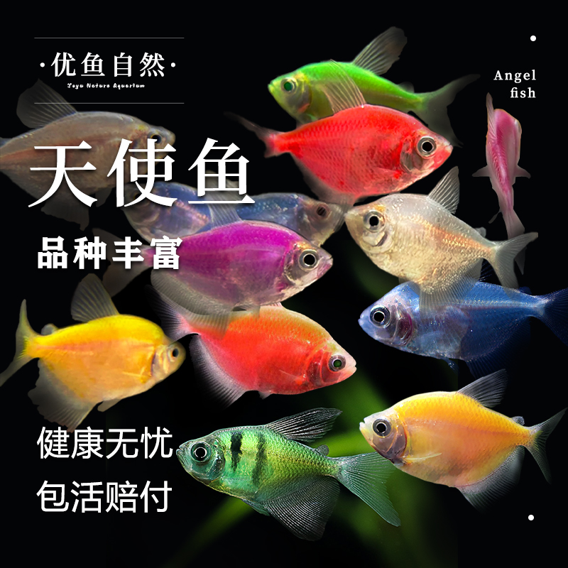 柠檬青苹果天使鱼群游小型热带鱼