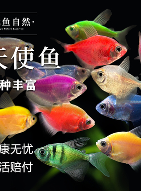 七彩天使鱼观赏鱼活鱼群游懒人小型淡水鱼苗耐活红天使老虎热带鱼