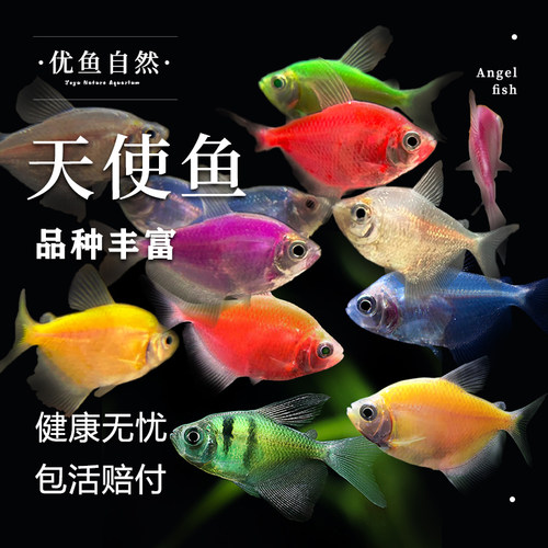 柠檬青苹果天使鱼群游小型热带鱼