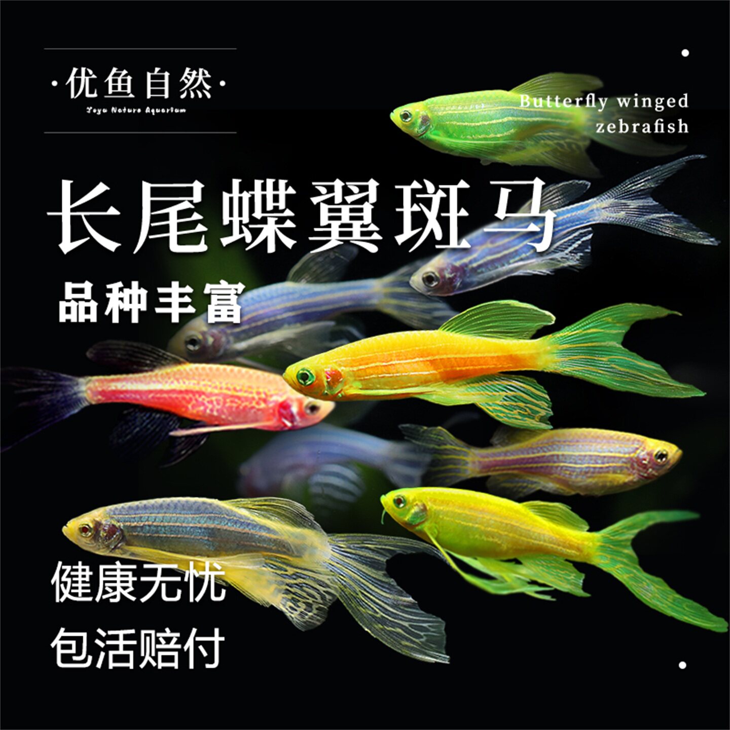 蝶翼长尾斑马鱼冷水观赏鱼小型热带群游鱼孔雀鱼热带鱼群游鱼练手