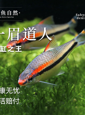 一眉道人鱼红眉道人鱼草缸群游鱼小型鱼活体热带观赏鱼黑尾大勾鱼