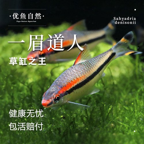 热带观赏鱼一眉道人草缸养活