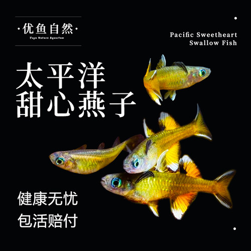 太平洋甜心燕子小型霓虹观赏鱼