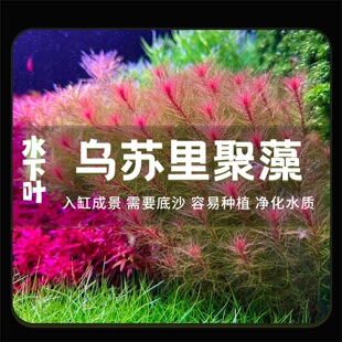 乌苏里聚藻红羽毛水草鱼缸造景红色淡水中后景水下叶高端水草
