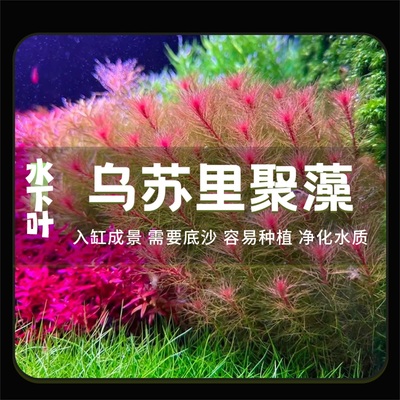 乌苏里聚藻红羽毛水草