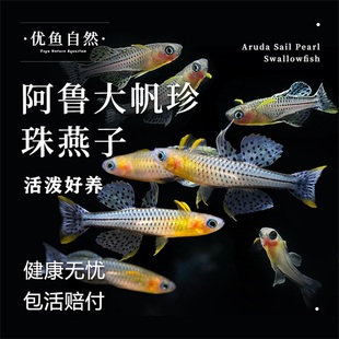 阿鲁大帆珍珠燕子鱼小型观赏淡水鱼热带鱼观赏鱼活体好养群游鱼