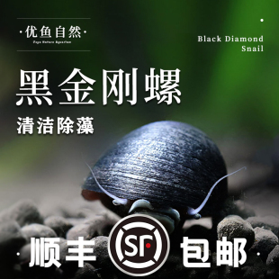黑金刚螺草缸除藻螺热带观赏螺洋葱螺斑马螺清洁刷缸工具螺活体螺