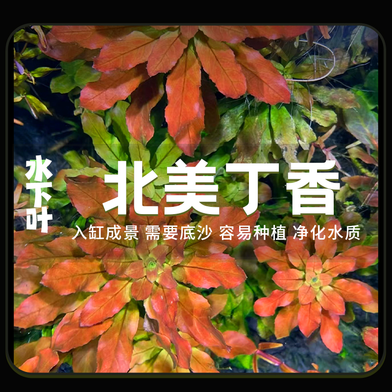 北美丁香水草中后景易种植真水草植物鱼缸造景净化水质水下叶水草
