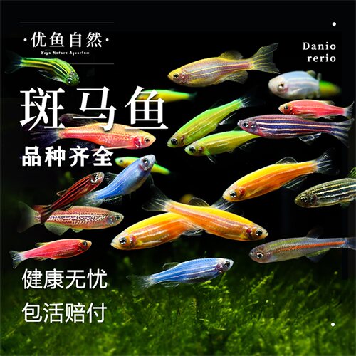 热带观赏鱼斑马鱼小型淡水宠物鱼