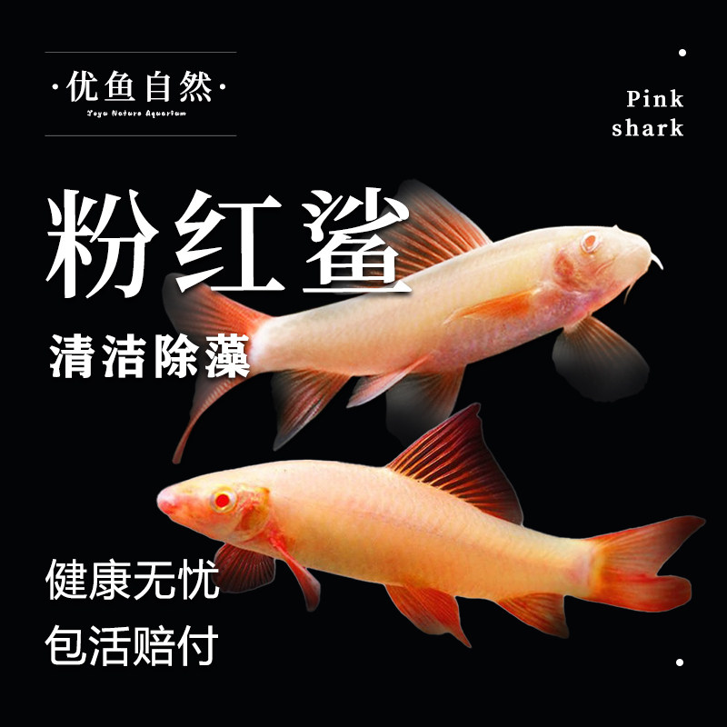 清道夫鱼粉红鲨热带小型鱼工具鱼