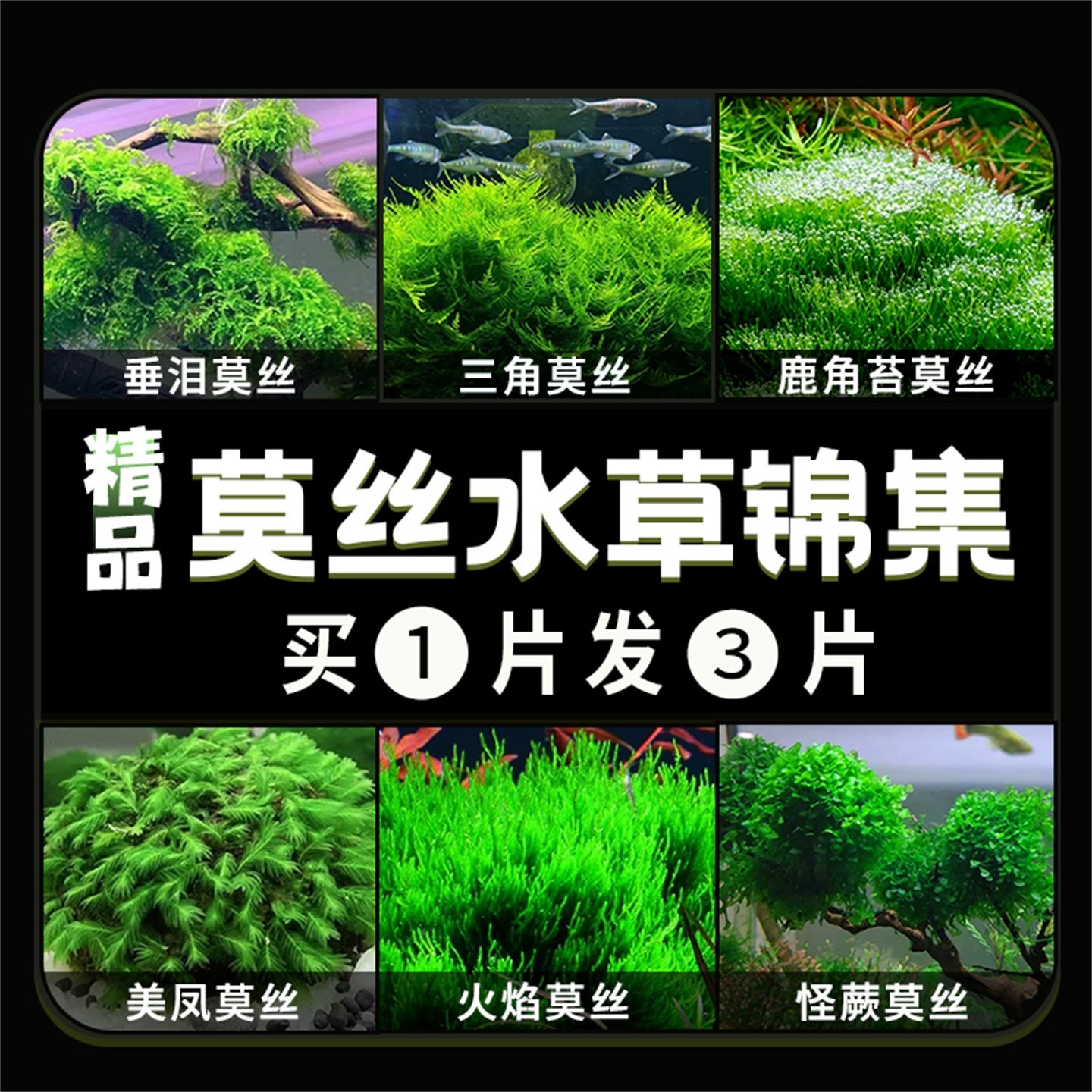 莫斯水草三角莫斯凤尾火焰鹿角苔造景沉球躲避屋淡水净化水质水草