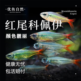 红尾科佩伊热带小鱼活观赏鱼新手好养草缸群游鱼高端灯科鱼淡水鱼