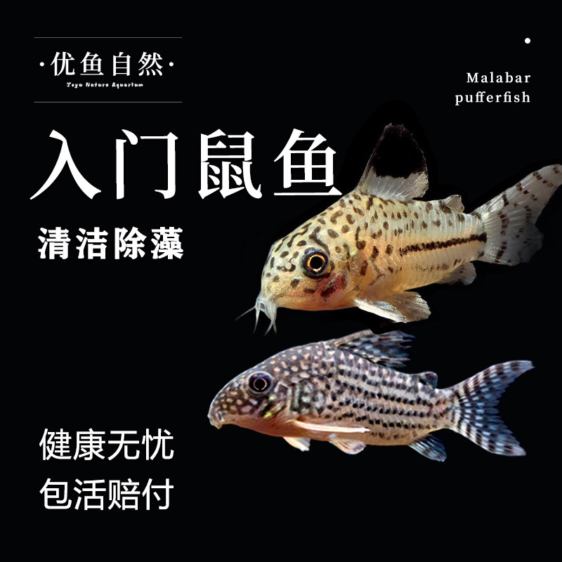 入门级鼠鱼金苔鼠清道夫观赏鱼缸活体除藻吃粪便垃圾清洁鱼工具鱼,宠物/宠物食品及用品,鱼,淘宝优惠券,粉丝福利购,淘宝优惠卷