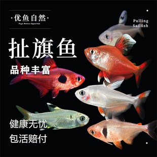 红衣梦幻旗玫瑰扯旗灯鱼热带观赏活体鱼小型草缸群游鱼黑尾大勾鱼
