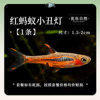 Polka dot clown lamp, small ornamental fish, one-line red ant, mini tropical fish lamp, live fish of the family, grass tank group, swimming fish thumbnail 5