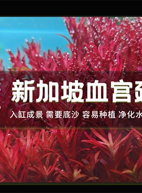 新加坡红宫廷稀有品种水下叶