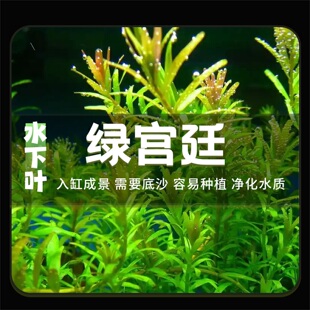 绿宫廷水草鱼缸造景水下叶趴地红宫廷屠戮宫廷增氧中后景水草