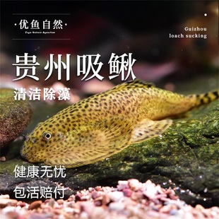 冷水鱼吸鳅工具鱼贵州爬岩鳅麦氏爬岩鳅吸盘琵琶鱼玻璃鱼缸除藻