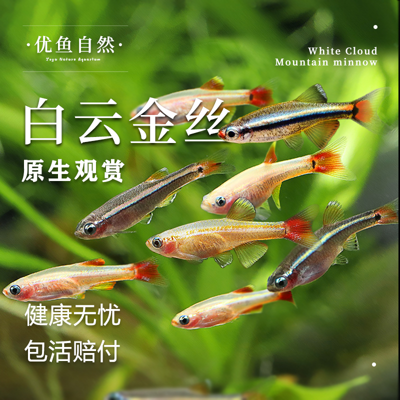 冷水鱼白云金丝瑰丽金丝加温小型