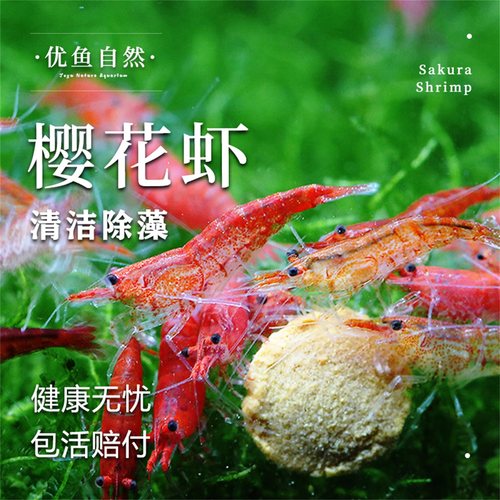 樱花虾清洁除藻观赏虾
