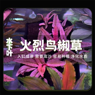 火烈鸟椒草鱼缸造景稀有高颜值中景水下叶水草阳性水草缸造景