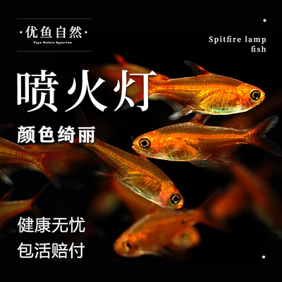 斑马鱼小型草缸宝莲灯