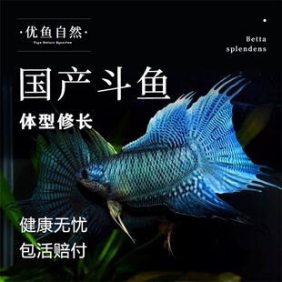 中国斗鱼红蓝叉尾小型观赏鱼无纹蓝水中游龙淡水冷水易养活鱼