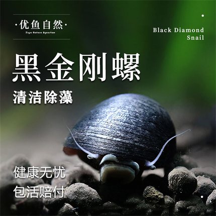黑金刚螺草缸除藻螺热带观赏螺洋葱螺斑马螺清洁刷缸工具螺活体螺