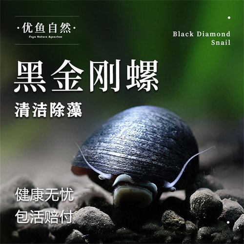 工具螺黑金刚螺除藻观赏螺斑马螺