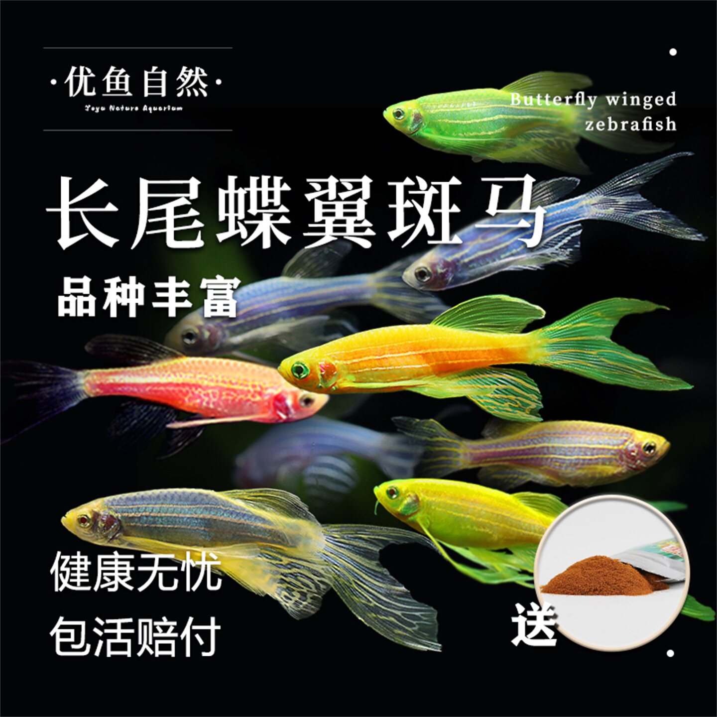 蝶翼长尾斑马鱼冷水观赏鱼小型热带群游鱼孔雀鱼热带鱼群游鱼练手
