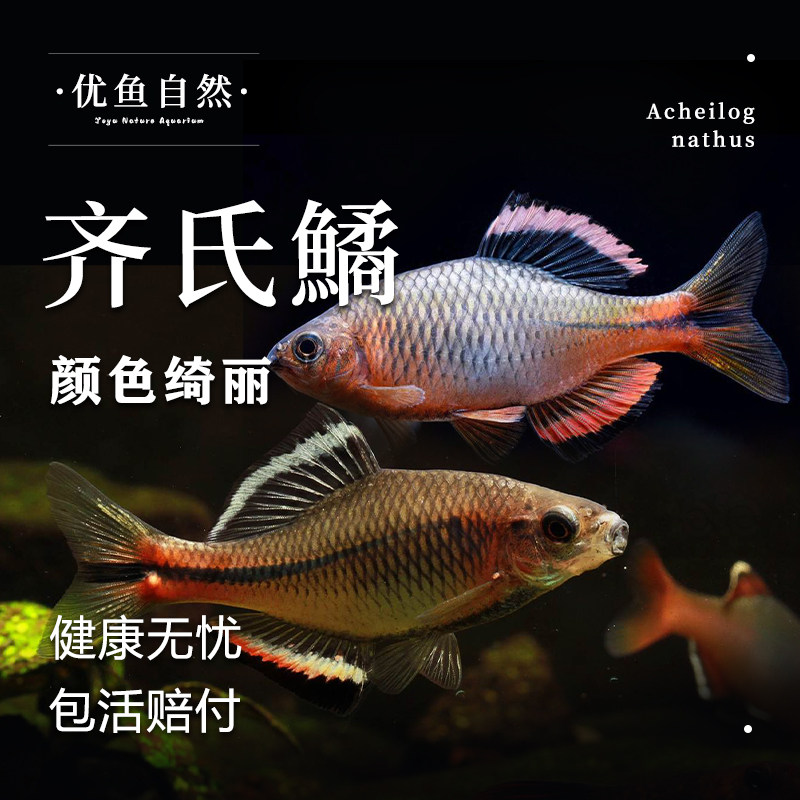 齐氏鳑鲏观赏鱼广东泉州杭州小型鳑鲏原生冷水鱼溪流鱼旁皮活体鱼