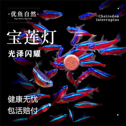 宝莲灯鱼小型热带鱼灯科鱼观赏鱼