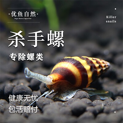 蜜蜂螺观赏螺观赏螺杀手螺刺客螺