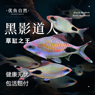 黑影道人鱼观赏鱼一眉道人鱼活体热带鱼观赏鱼草缸小型群游鱼灯鱼