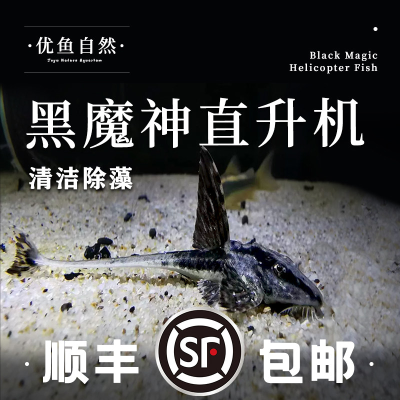 黑魔神直升机观赏鱼热带除藻清洁南美工具异形鱼底栖鱼活体鱼