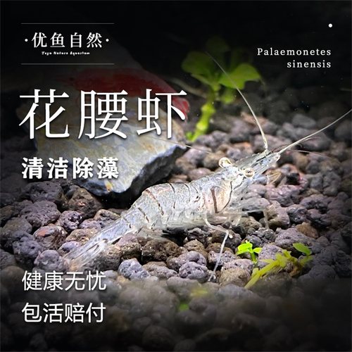 花腰虾除藻观赏虾淡水