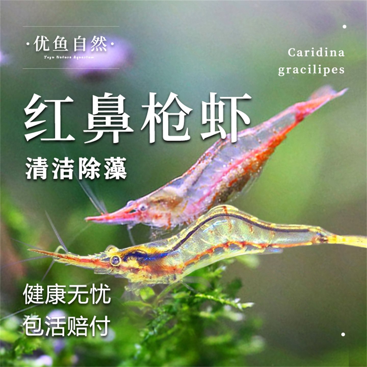 红鼻枪虾细足米虾小型观赏虾草缸原生淡水工具除藻虾草缸吃藻虾