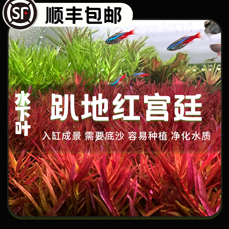 趴地红宫廷鱼缸造景水下叶