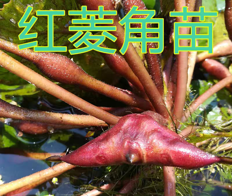 红色菱角苗水草